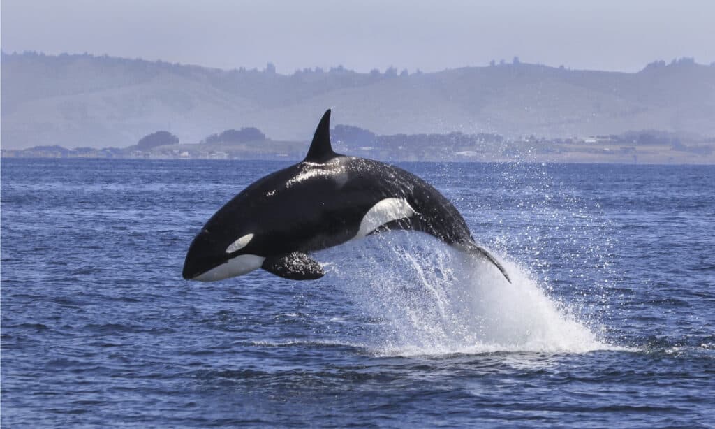 اكتشف كيف تضغط الحيتان القاتلة على الكبد الأبيض الكبير مثل معجون الأسنان