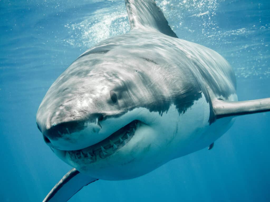 अमेरिकाको पानीमा पाइने सबैभन्दा ठूलो सेतो शार्कहरू