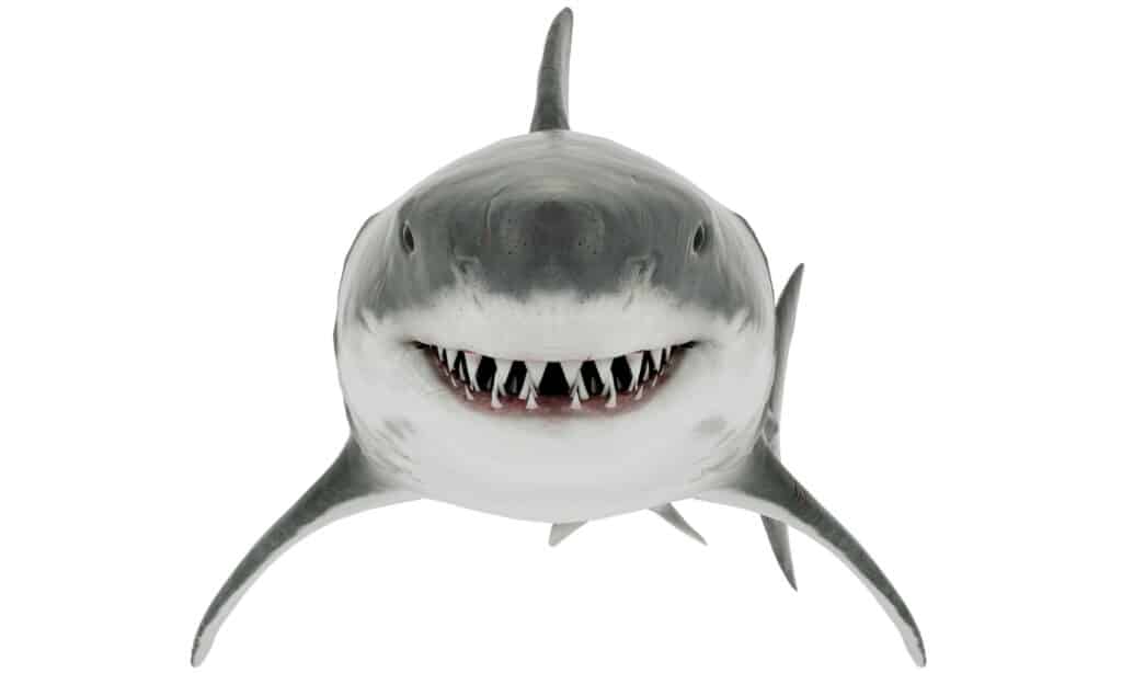 Os tiburóns brancos máis grandes xamais atopados nas augas de Florida