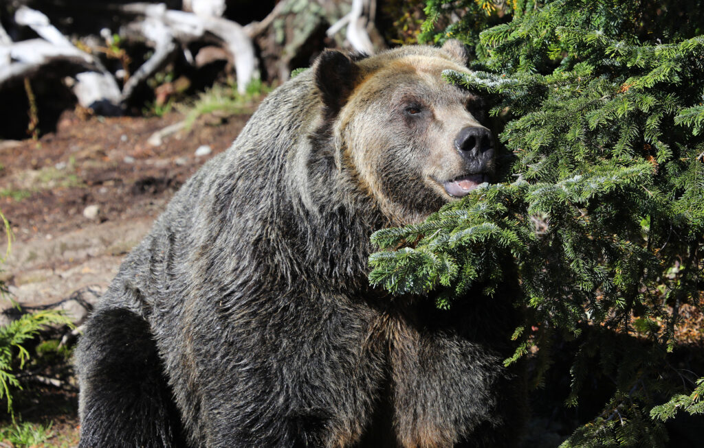 El oso pardo más grande jamás capturado en Montana