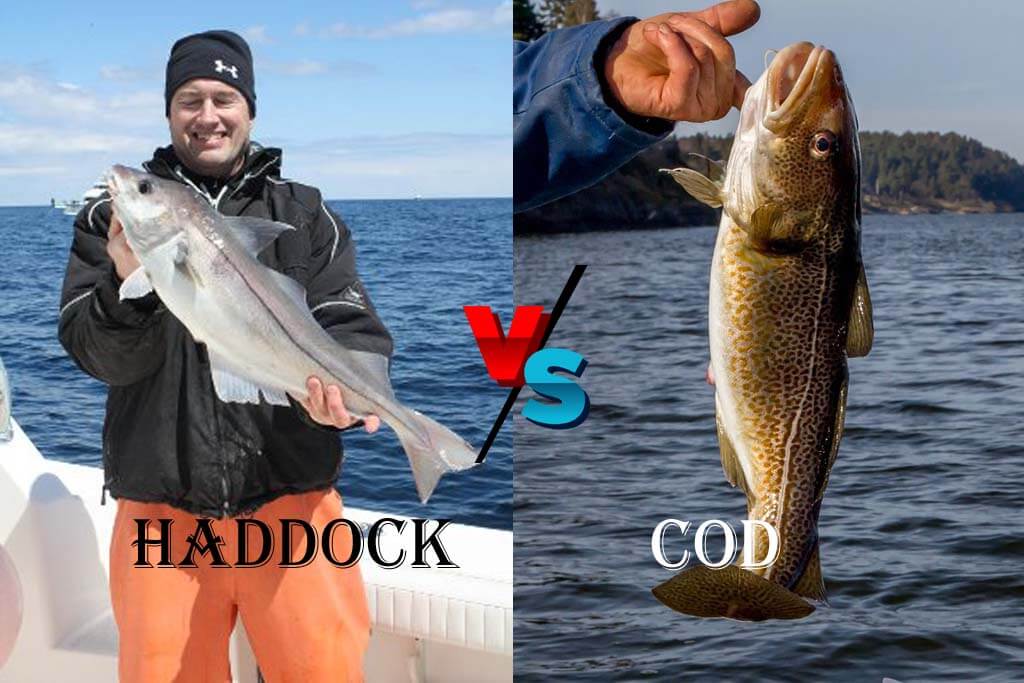 Haddock vs Cod – 5 ຄວາມແຕກຕ່າງຕົ້ນຕໍອະທິບາຍ