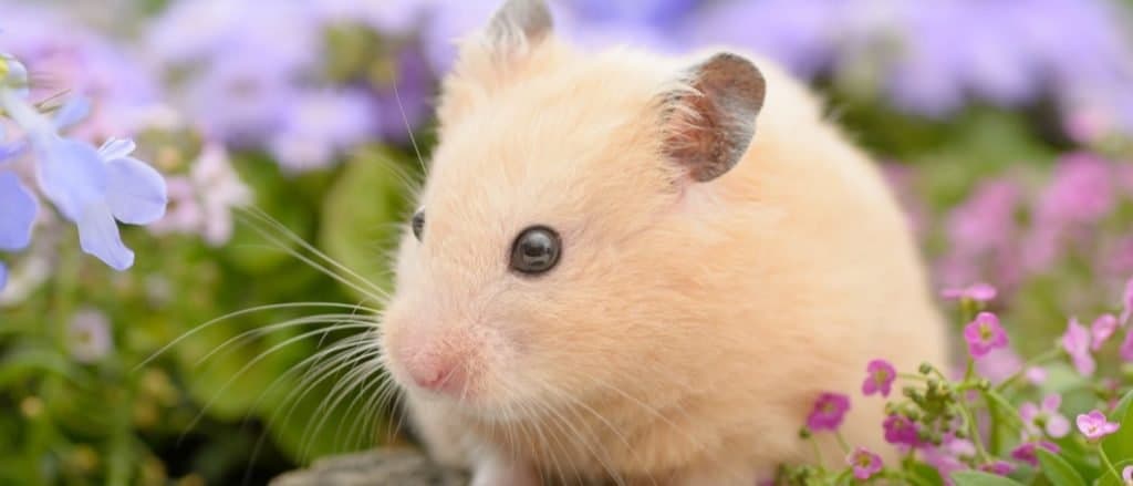 Jangka Hayat Hamster Syria: Berapa Lama Hamster Syria Hidup?