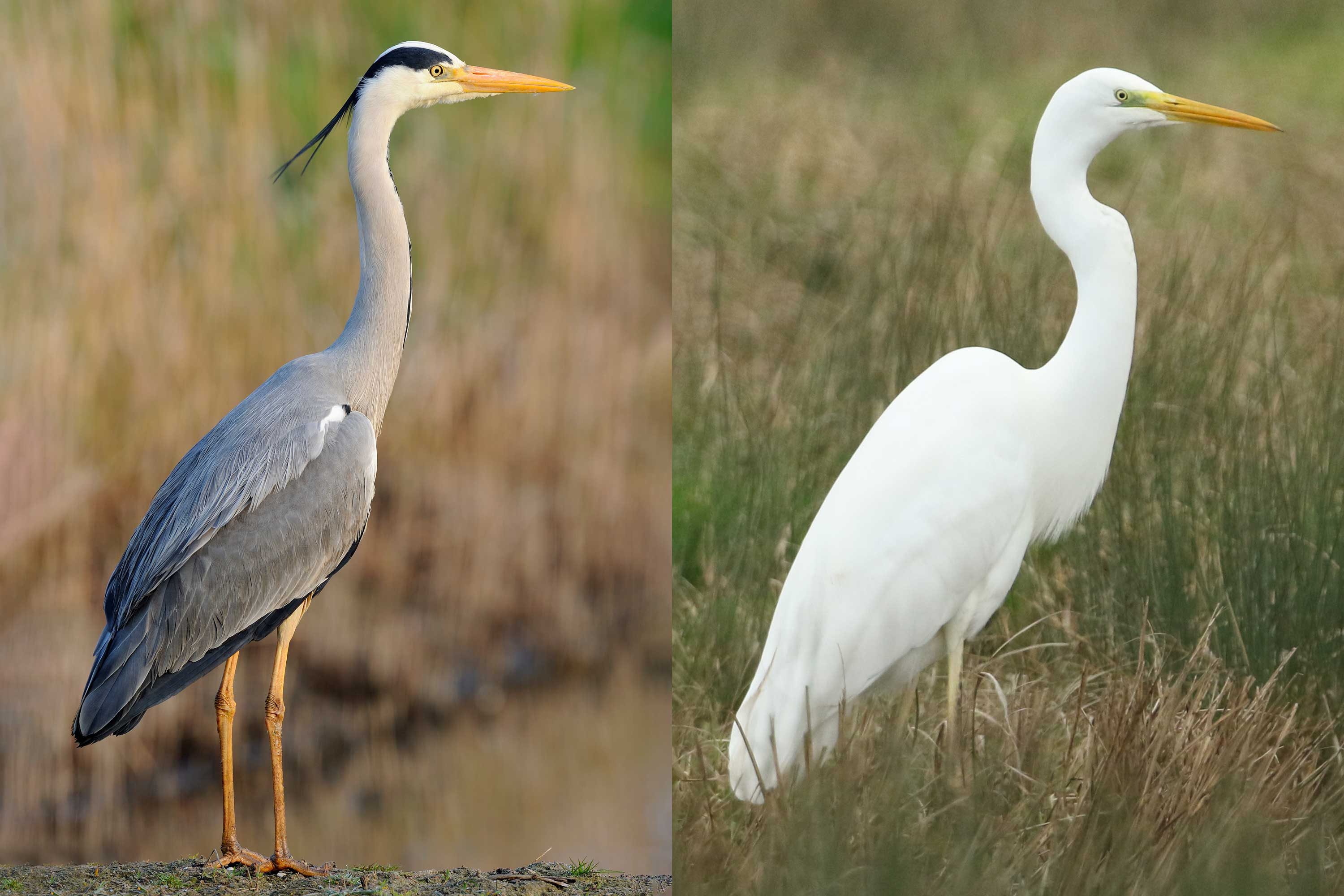 Heron နှင့် Egrets - ကွာခြားချက်ကဘာလဲ။