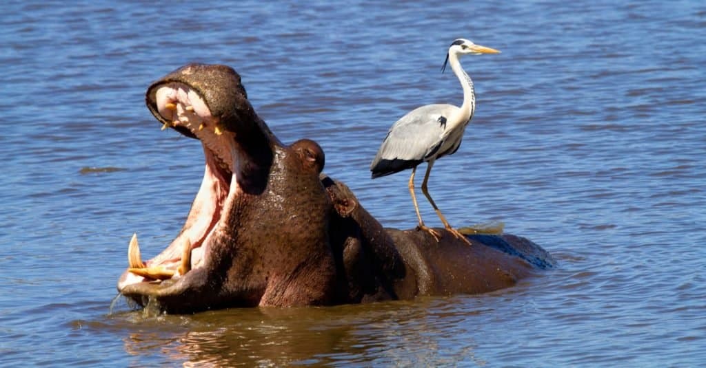 Ataques de hipopótamo: ¿son peligrosos para los humanos?
