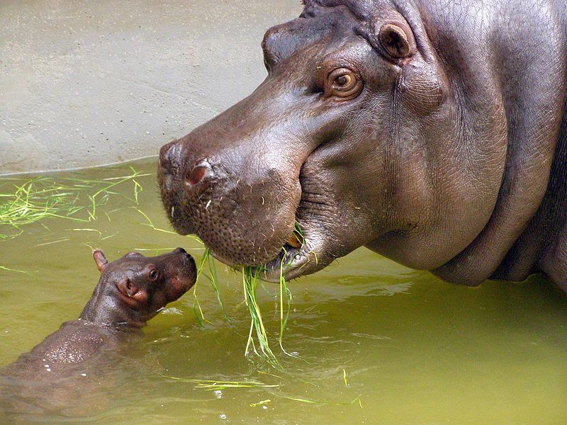 Susu Hippo: Kisah Sebenar Mengapa Ia Merah Jambu