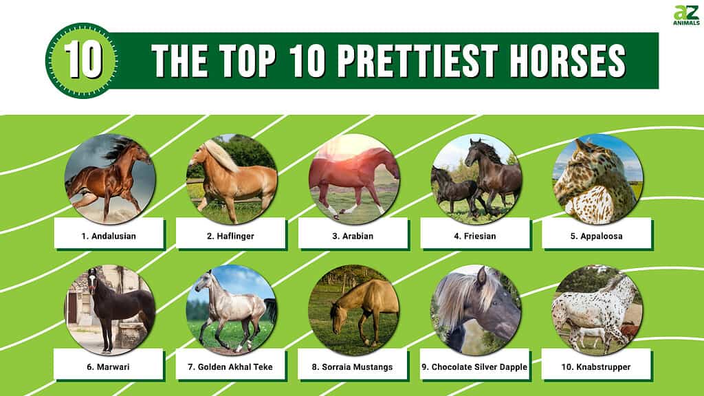 Los 10 caballos más bonitos del mundo