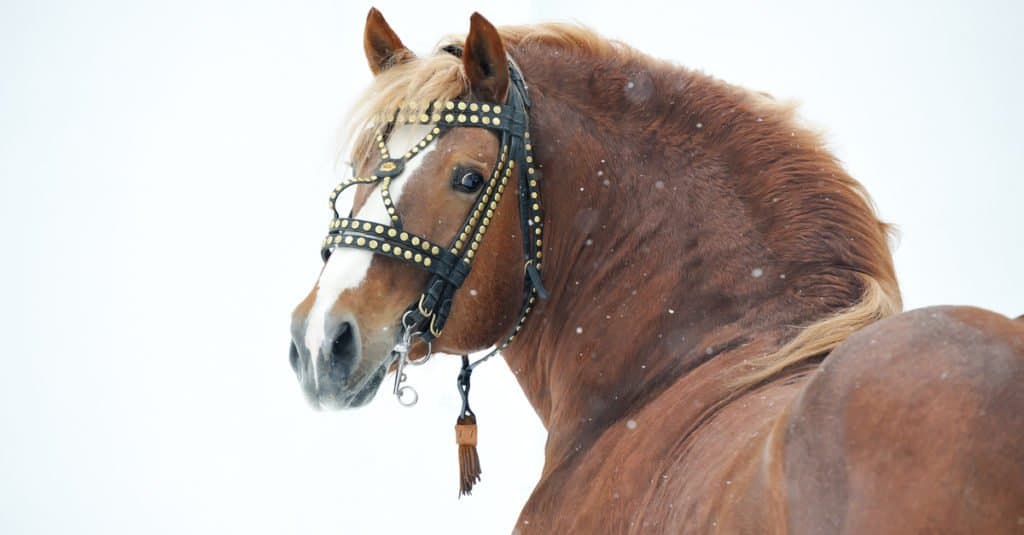 De top 13 grootste paarden ter wereld