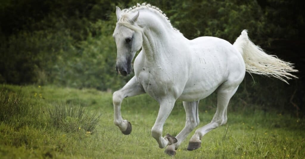 Zobacz "Sampsona" - największego konia, jakiego kiedykolwiek zarejestrowano