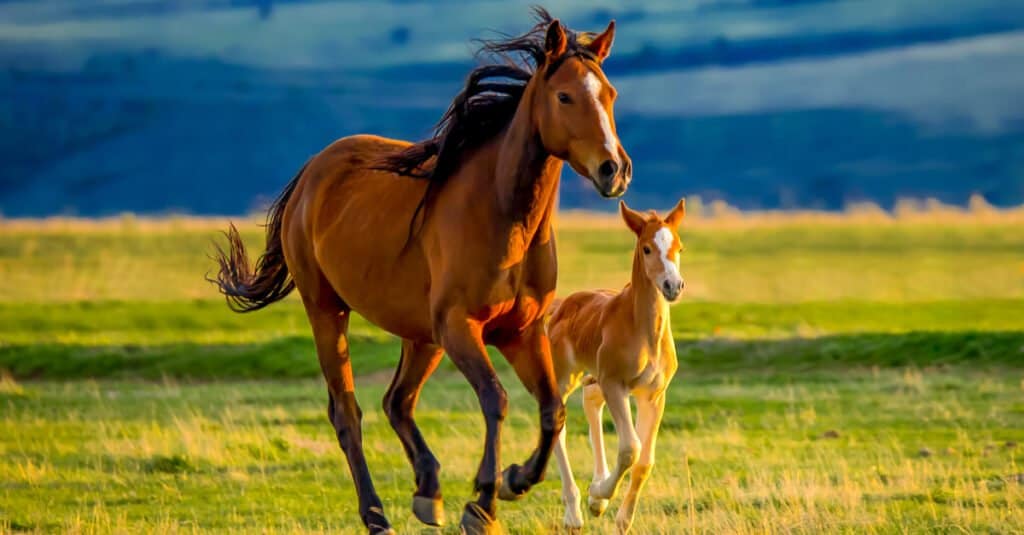 Hvad hedder en hestebaby &amp; 4 andre fantastiske fakta!