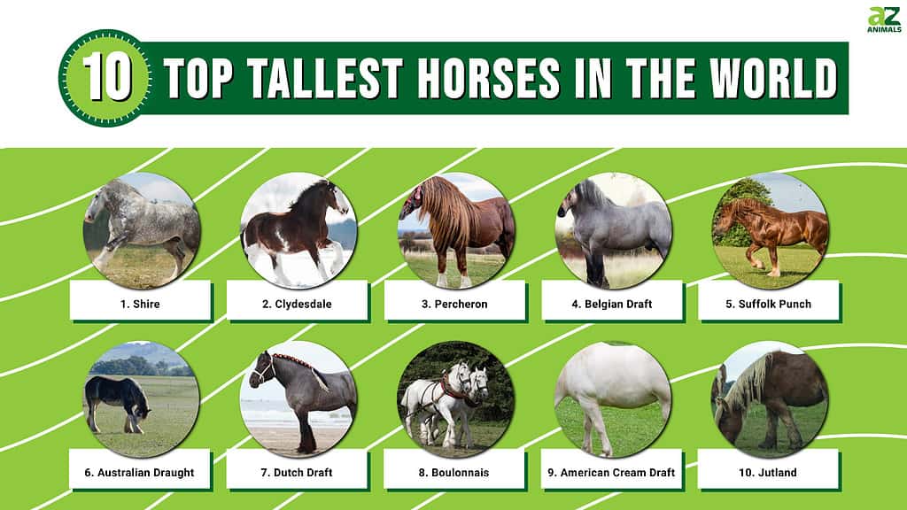 世界上最高的10匹马