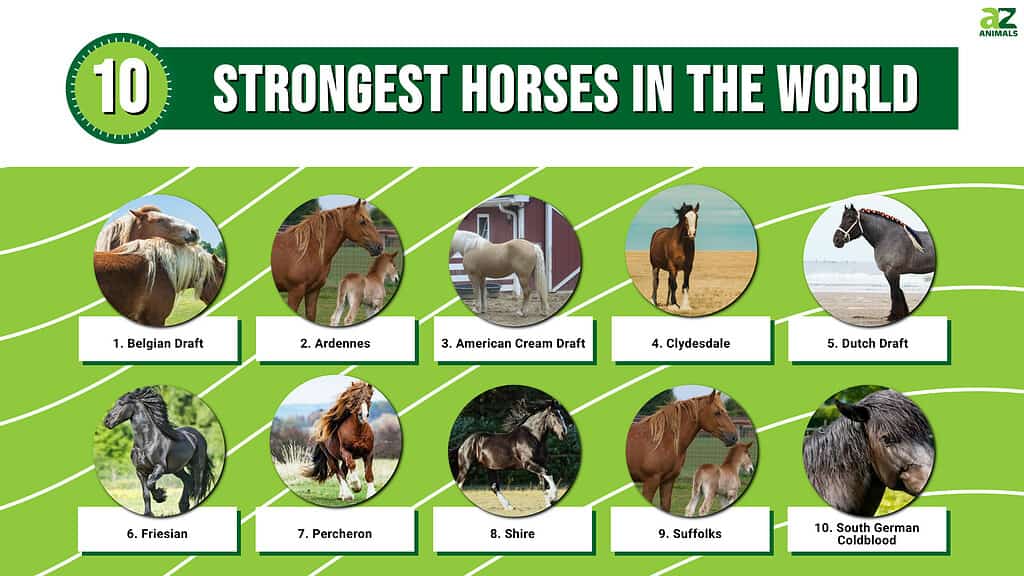 Los 10 caballos más fuertes del mundo
