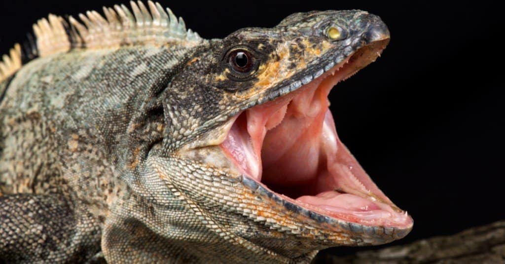 Iguanak hozka egiten al dute eta arriskutsuak al dira?