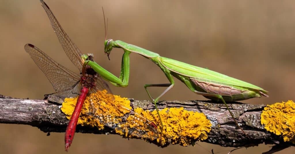 Adakah Mantis Sembahyang Menggigit?
