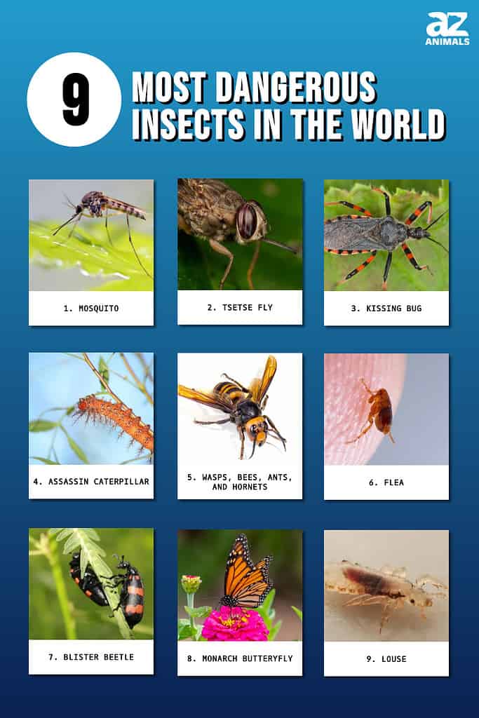 I nove insetti più pericolosi del mondo