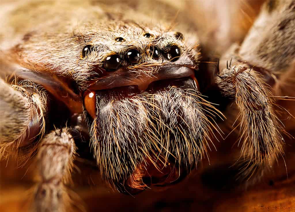 Запознайте се с абсолютно най-големия паяк в историята