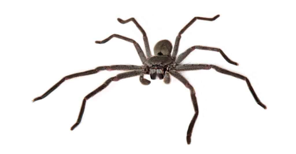 Zijn Huntsman-spinnen gevaarlijk?