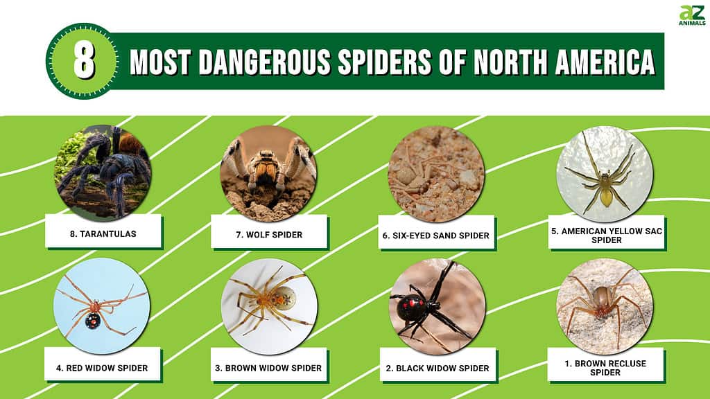 北米の最も危険なクモ トップ8