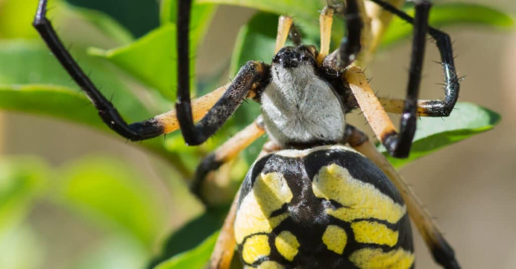 Les aranyes grogues de jardí són verinoses o perilloses?