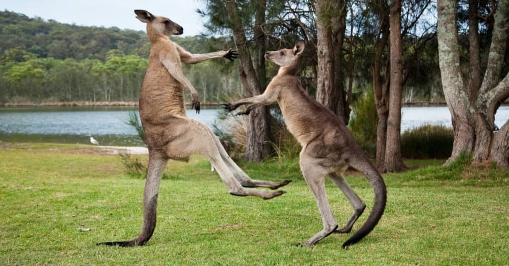 Кенгуру с джезве: Колко силни са кенгурутата с джезве?