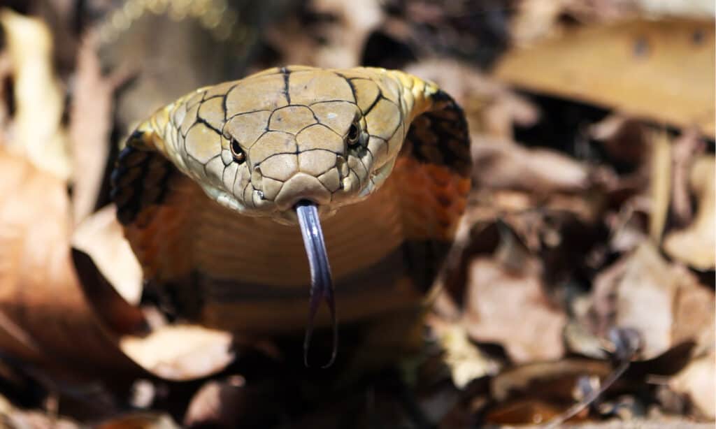 Ухапване от кралска кобра: защо отровата ѝ е достатъчна, за да убие 11 души &amp; как да я лекуваме