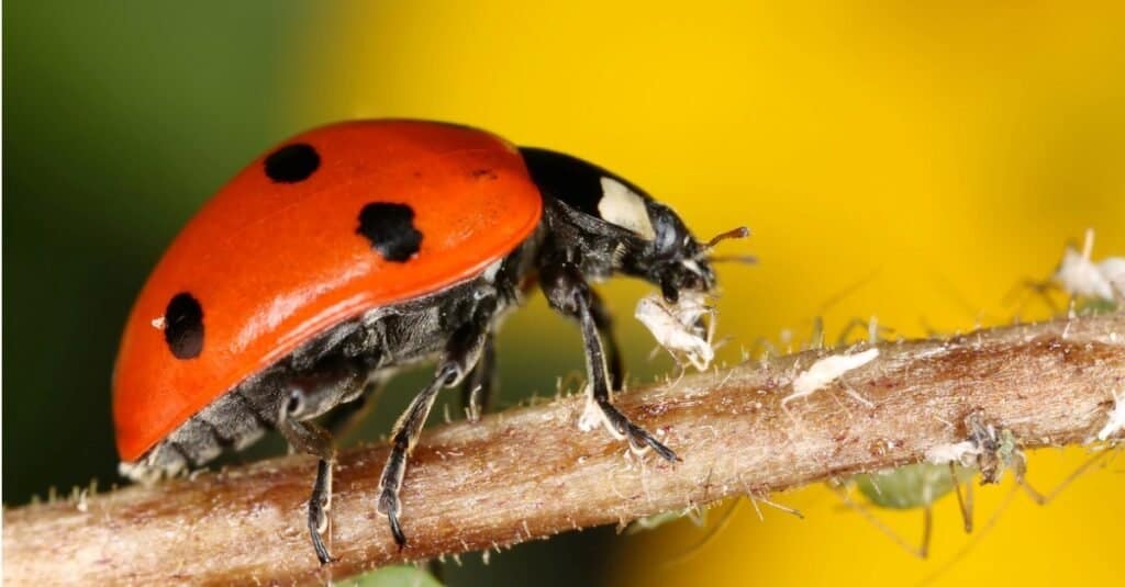 Adakah Kumbang Oren Beracun atau Berbahaya?