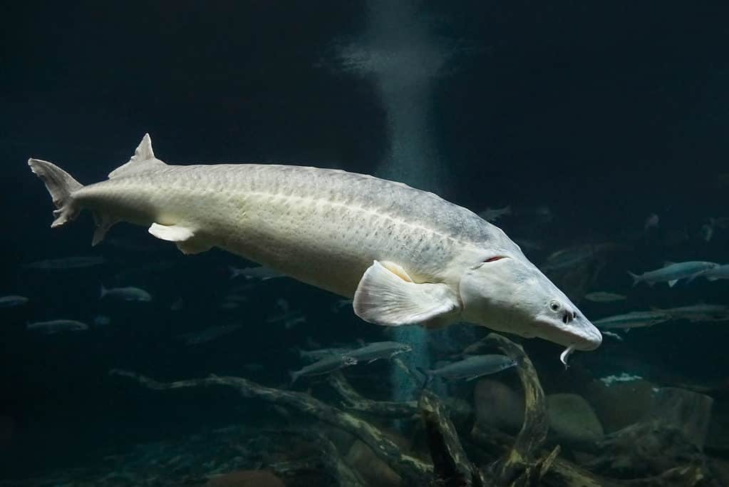 Kỷ Lục Thế Giới Cá Tầm: Khám Phá Con Cá Tầm Lớn Nhất Từng Bắt Được