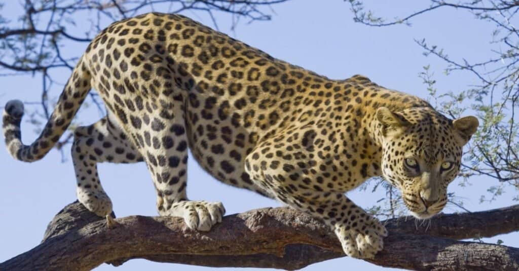 Koliko je leoparda ostalo na svijetu?