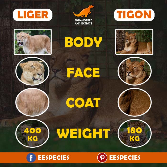 Liger vs Tigon: 6 diferenzas clave explicadas