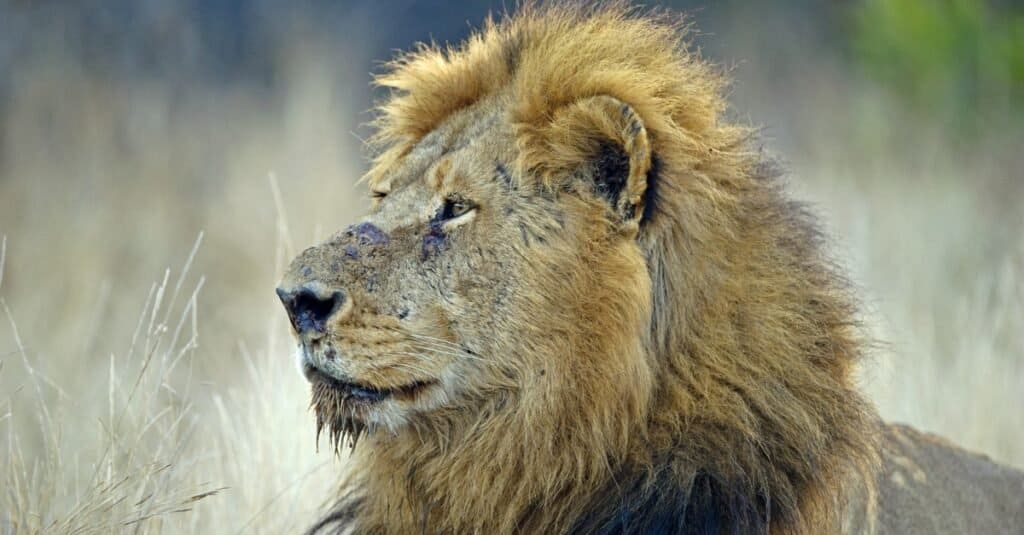 Как долго живут львы: самый старый лев в мире