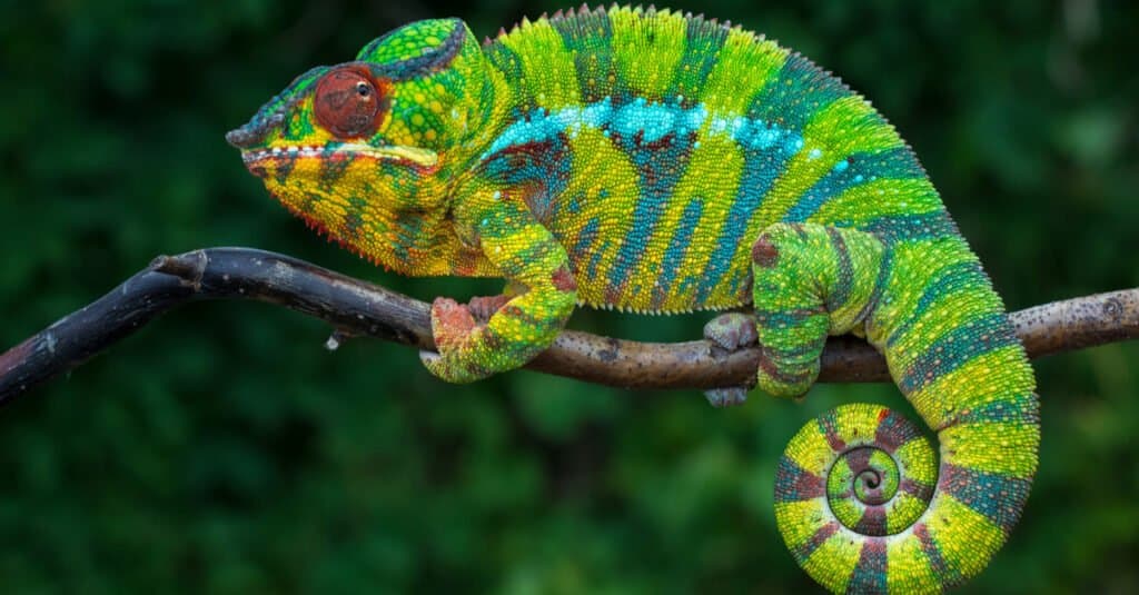 Види ящірок: 15 видів ящірок, які ви повинні знати!