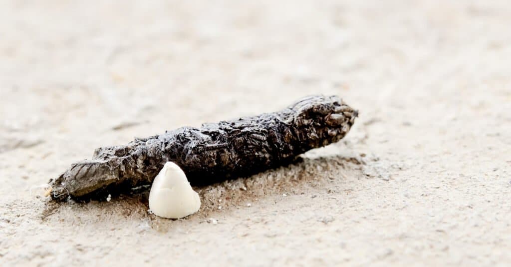 Lizard Poop: Cò ris a tha e coltach?
