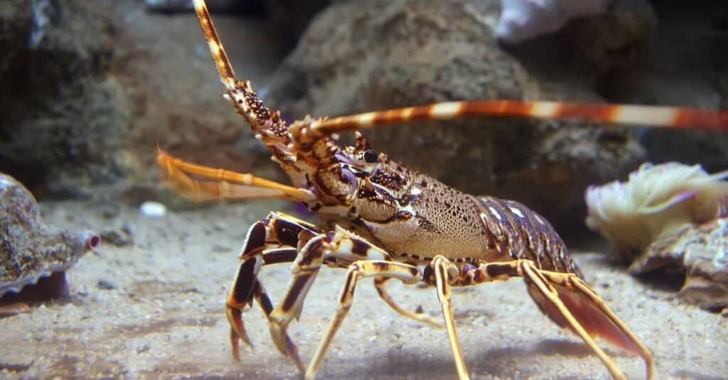 Temui Lobster Terbesar Yang Pernah Ditangkap!