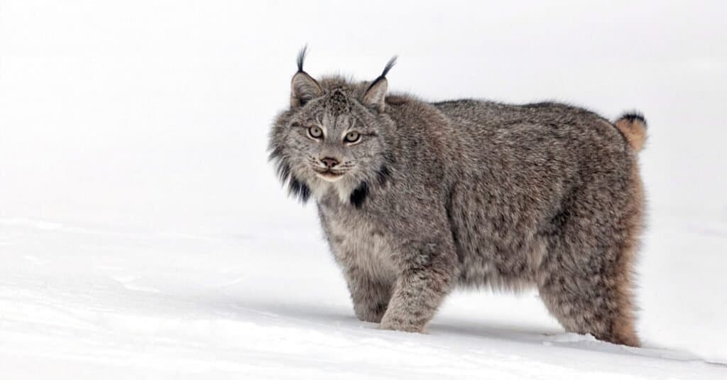 Pisicile Lynx pot fi animale de companie?