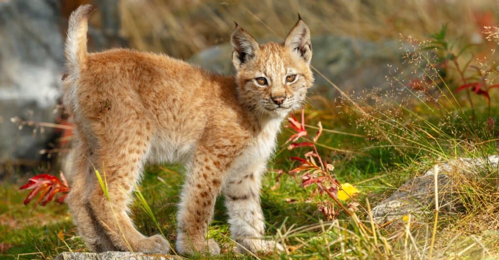 10 Fakta Lynx Luar Biasa