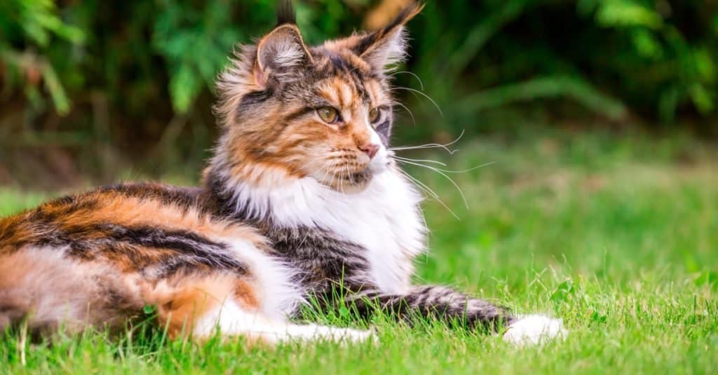 10 najstarszych kotów w historii!