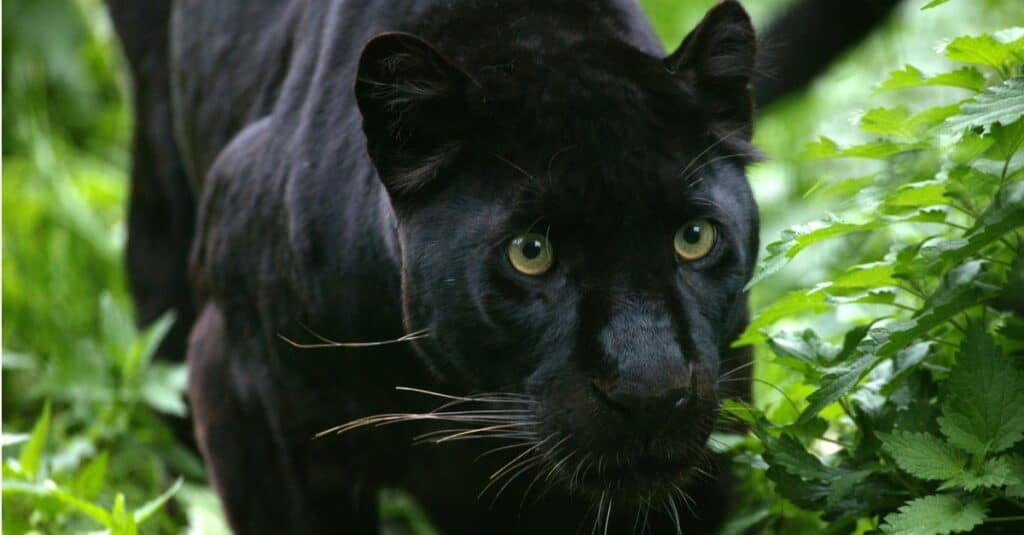 Pantera Negra vs. Jaguar Negro: ¿cuáles son las diferencias?