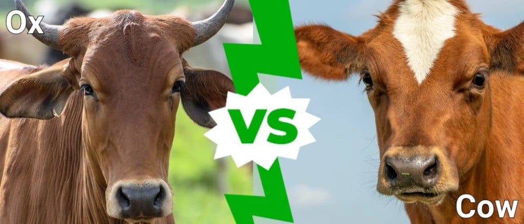 بیل بمقابلہ گائے: کیا فرق ہیں؟