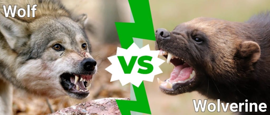 Wolverine vs Wolf: Ko bi pobijedio u borbi?
