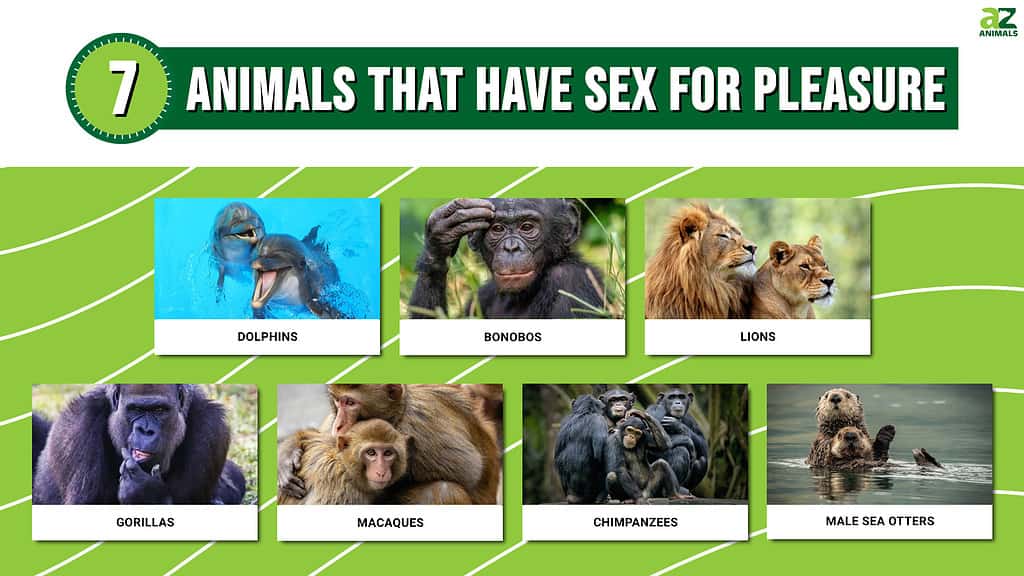 7 प्राणी जे आनंदासाठी सेक्स करतात