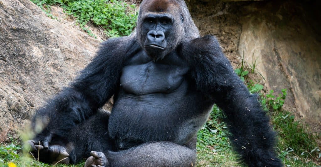 Gorilaren indarra: zein indartsuak dira gorilak?