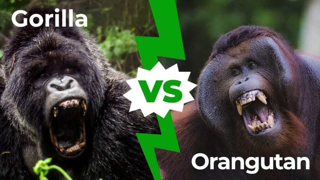 Gorilla vs Orangutan: සටනකින් දිනන්නේ කවුද?