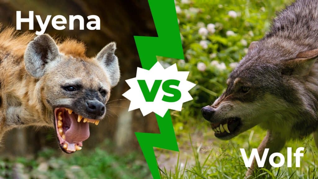 하이에나 vs 늑대: 누가 이길까요?