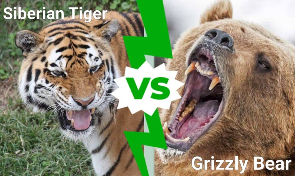 Сибирски тигър срещу мечка гризли: кой би спечелил в битка?