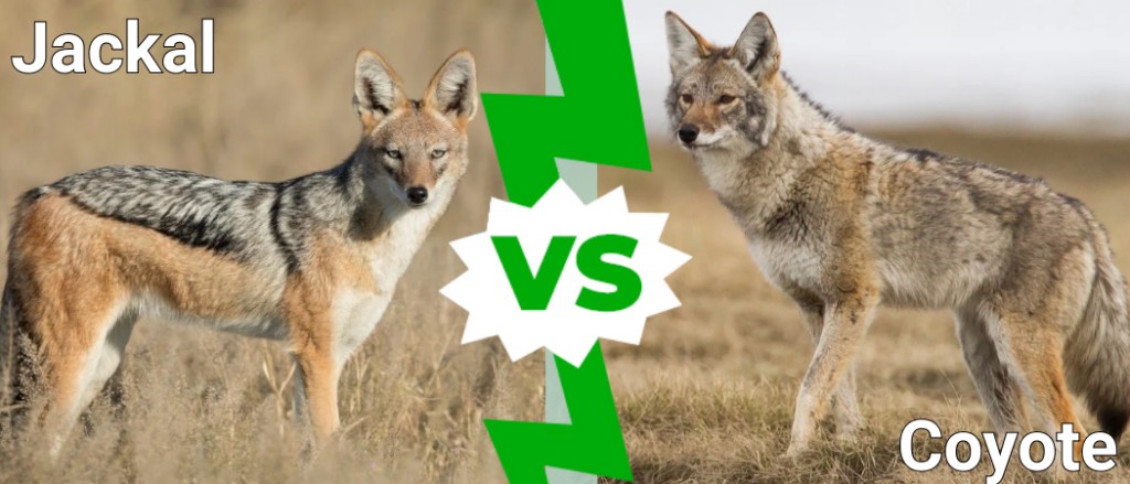 Sjakal vs Coyote: Lykilmunur &amp; amp; Hver myndi vinna í bardaga?