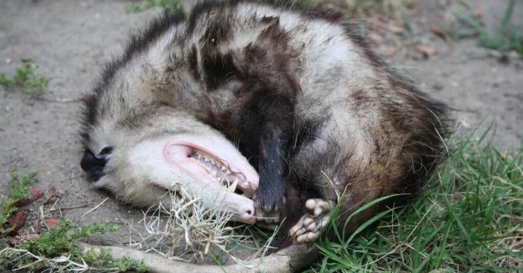 Mengapa Opossum Main Mati?