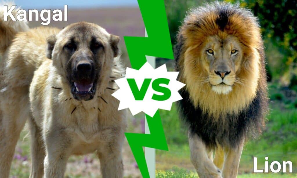 Kangal vs. lev: Kdo by zvítězil v souboji?