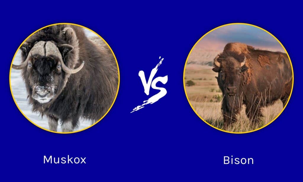 Muskox vs Bison: quali sono le differenze?