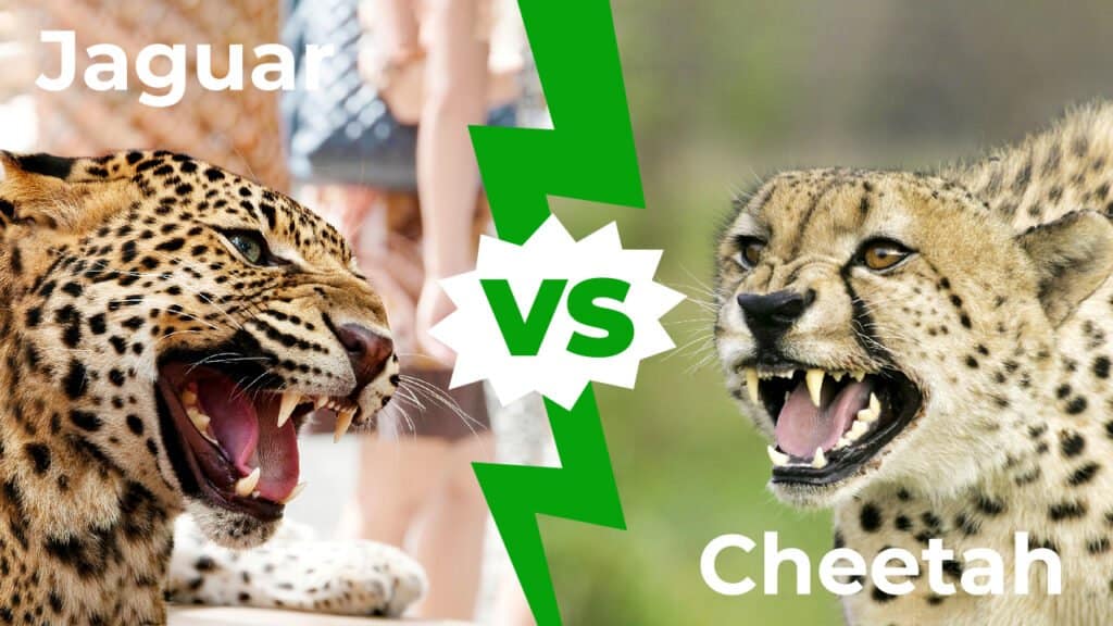 Jaguar contra guepardo: ¿quién ganaría en una pelea?
