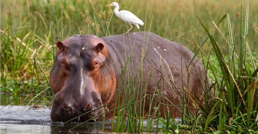 Saiz Hippo: Berapa Berat Hippo?