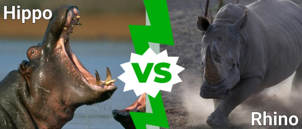 Rhino vs Hippo: desberdintasunak &amp; Borrokan Irabazten duena